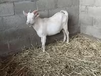 암염소, Nubian Goat — 사진 2