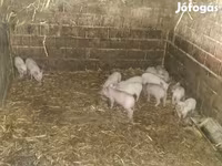 Babi betina, Вьетнамская вислобрюхая — foto 3