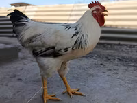 Adler Silver — foto 1