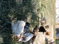 Chickens — foto 2