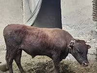 مویشی (گروپ، جنس مذکور نہیں), Russian Black pied cattle — تصویر 4