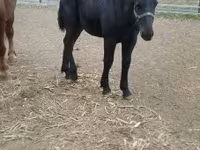 수말, Hungarian horse breed — 사진 4