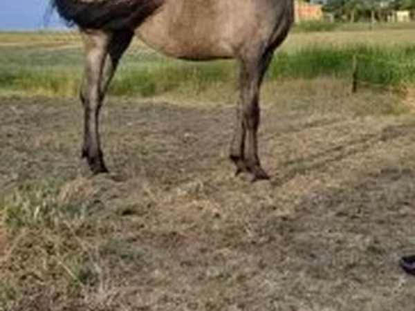 Kuda betina, Horses