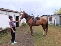 Faras, Thoroughbred horse — sawirka 5