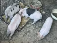 Soe, Вьетнамская вислобрюхая — foto 1