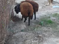 Ram, Sheep — photo 1