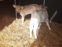 گاو نر, Simmental cattle — عکس 3