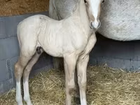Hingst, Hästar — foto 5