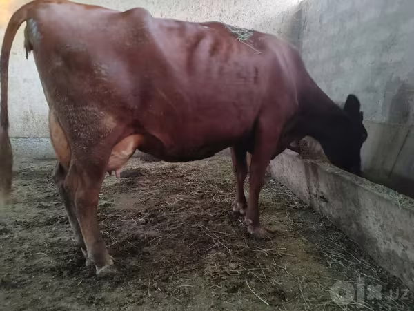 Krava, Red Estonian cattle