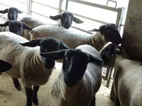 میش, White Suffolk sheep — عکس 4