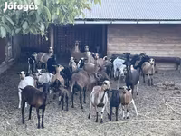قوچ, Cameroon sheep — عکس 1