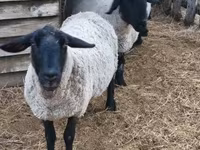 قوچ, White Suffolk sheep — عکس 3