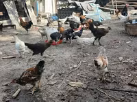 Chickens — عکس 4