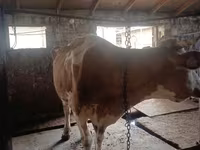 암소, Simmental cattle — 사진 3