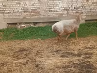 Kambing betina, Arashan sheep — foto 2