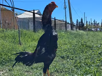 Chickens — புகைப்படம் 4