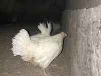 Leghorn — Foto 2