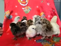 Silkie — foto 6