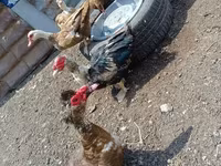 Ducks — รูปภาพ 2