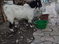 बकरा, Beetal goats — फ़ोटो 7