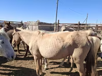 Stute, Horse breed — Foto 6