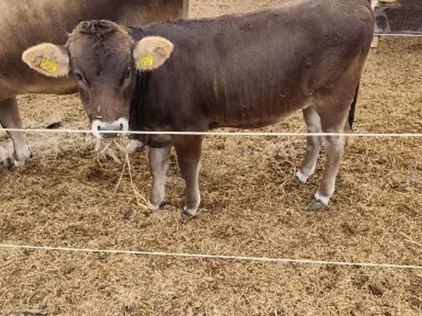 Cow, Brown Carpathian breed