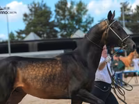 Cavalo, Akhal-Teke — foto 5