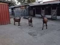 بز نر, بز — عکس 1