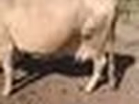 암소, Latvian Blue cattle — 사진 3