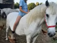 Iapă, Hungarian horse breed — foto 1