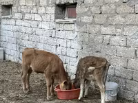 گاو نر, گاو — عکس 1