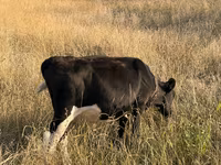 گاو نر, گاو — عکس 5