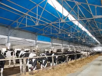 Cow, Holstein breed — photo 1
