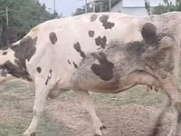 Mucca, Russian Black pied cattle — foto 6