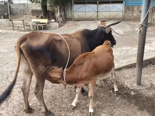 گاو ماده, یخ وحشی