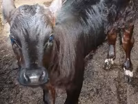 Lembu jantan, Cattle — foto 2