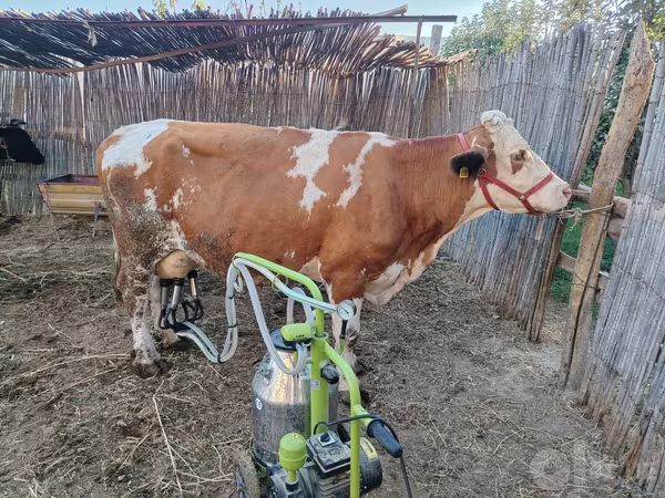 Krava, Simmental cattle