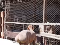 公羊, Rhon sheep — 照片 5