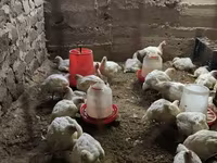 Տնական Բրոլեռ հավեր — фото 4
