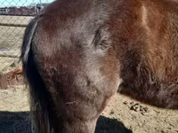 Hingst, Arabian horse — foto 2
