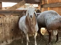 Ido, Sheep — sawirka 2