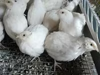 இங்கிலிஷ் வெள்ளை — புகைப்படம் 2