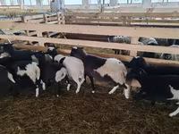 Domba jantan, Baerchuke sheep — foto 4