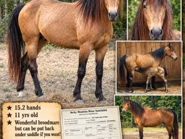 ม้าตัวเมีย, Black Sea breed