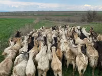 Sheep, Sheep — photo 5