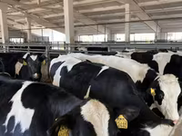 Vacă, Rasa Holstein — foto 5