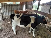 Bou, Russian Black pied cattle — foto 1