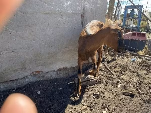 Cabra, Cabras