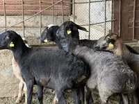 مینڈھا, بھیڑیں — تصویر 1