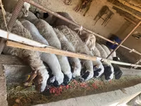 Sheep, Sheep — photo 1